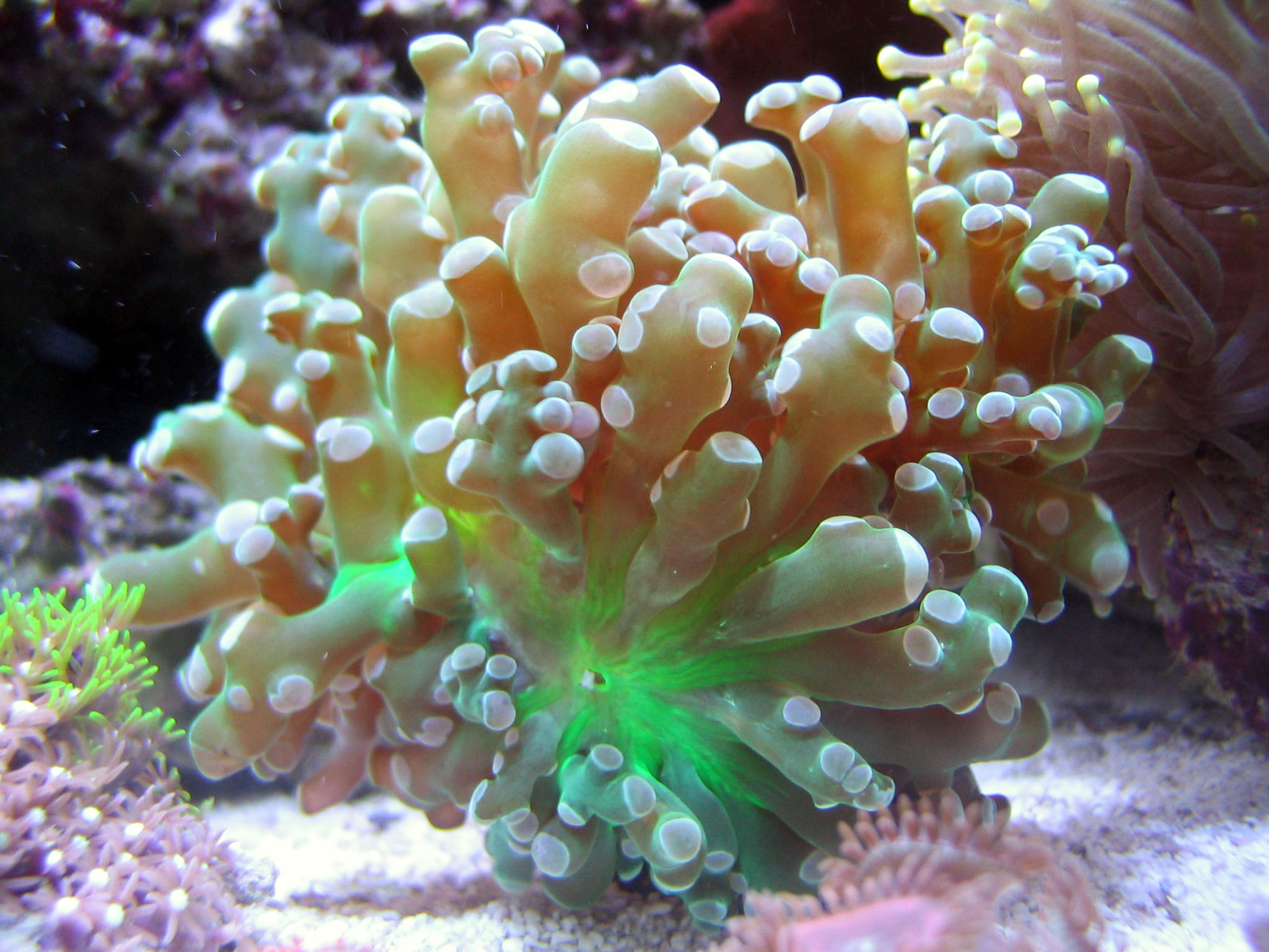 Large Polyp Stony Corals LPS Tyler Merrick