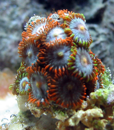 Zoanthid Corals