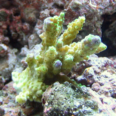 Acropora