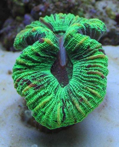 Open Brain Coral