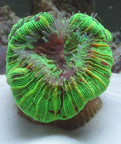 Open Brain Coral