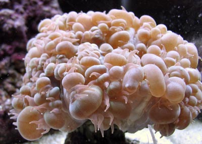 Bubble Coral