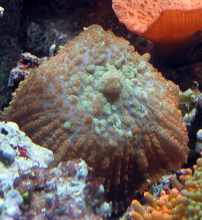 Mushroom Coral