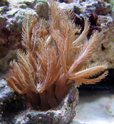 Clove Polyps Coral