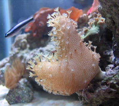 Devils Hand Coral