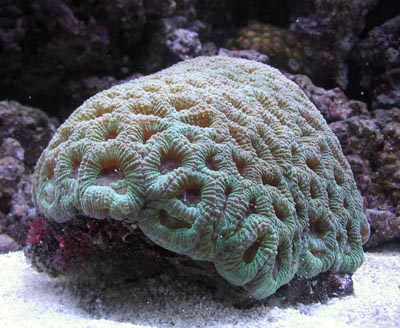 Favia Coral
