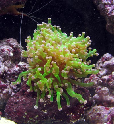 Frogspawn Coral