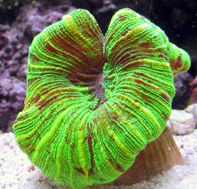 Open Brain Coral