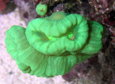 Candy Cane Coral