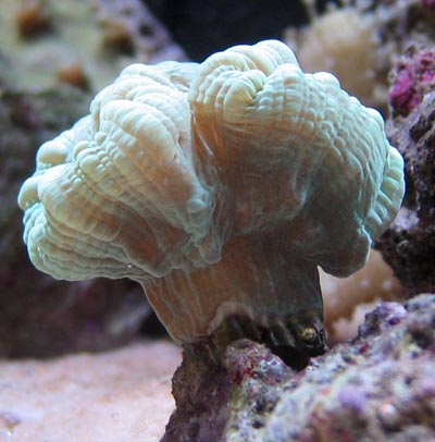 Candy Cane Coral