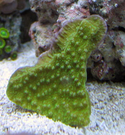 Montipora Capricornis