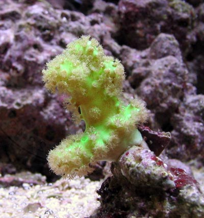 Green Tree Leather
