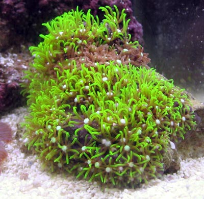 Green Star Polyup Coral