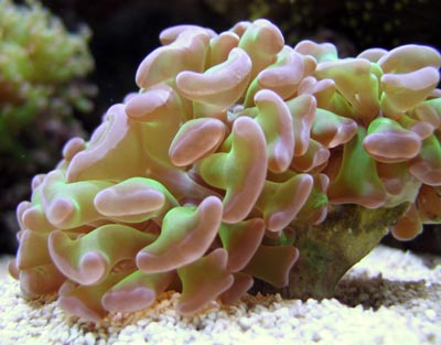 Hammer Coral