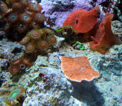 Montipora Capricornis