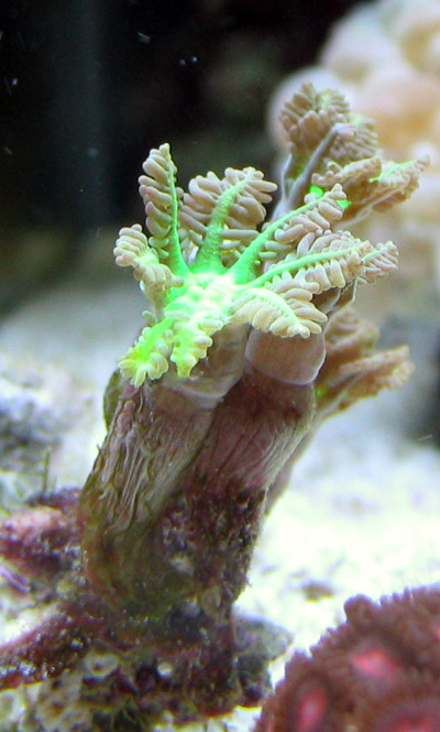 Clove Polyps Coral