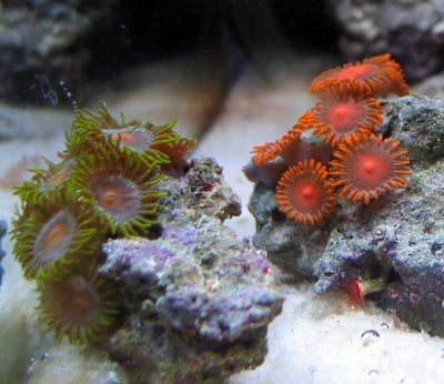 Zoanthid Corals