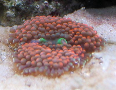 Ricordia Coral