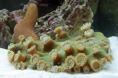 Pogoda Cup and Devils Hand