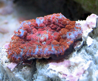 Mushroom Coral