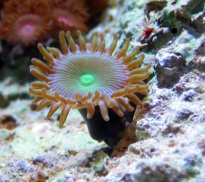 Zoanthid Corals