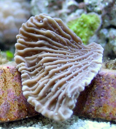 Montipora Capricornis