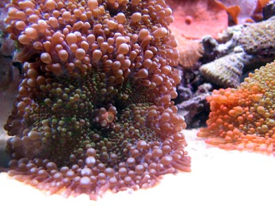 Yuma Ricordia Coral