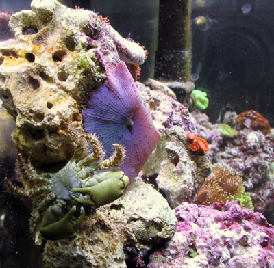Mushroom Coral