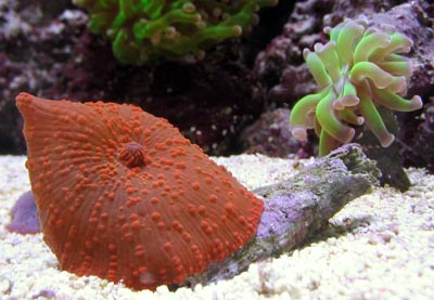 Mushroom Coral