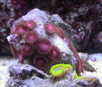 Zoanthid Corals