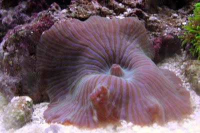 Mushroom Coral