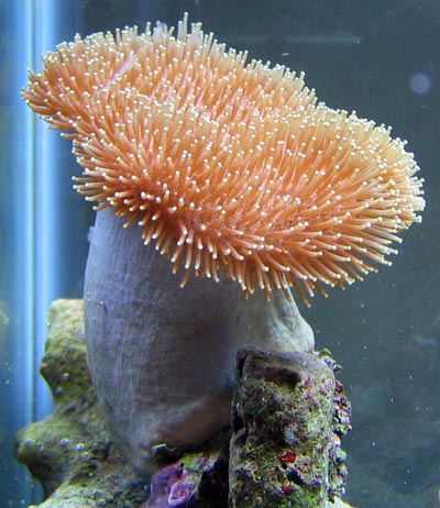 Toadstool Leather