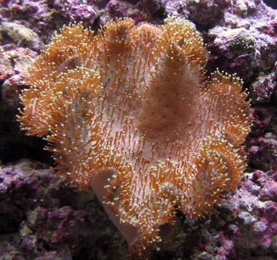 Toadstool Leather