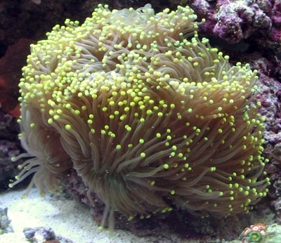 Torch Coral