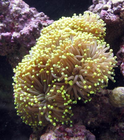 Torch Coral