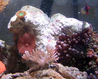 Xenia Coral