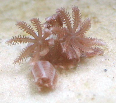Xenia Coral