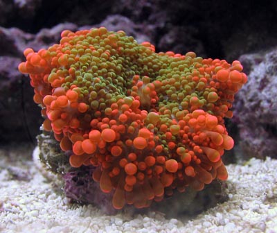 Yuma Ricordia Coral