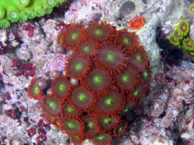 Zoanthid Corals