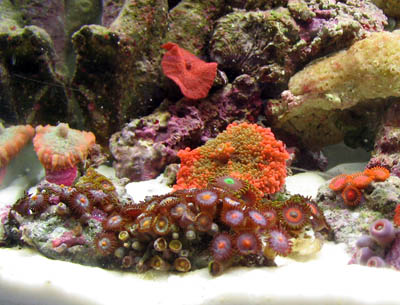 Zoanthid Corals