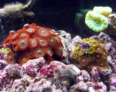 Zoanthid Corals